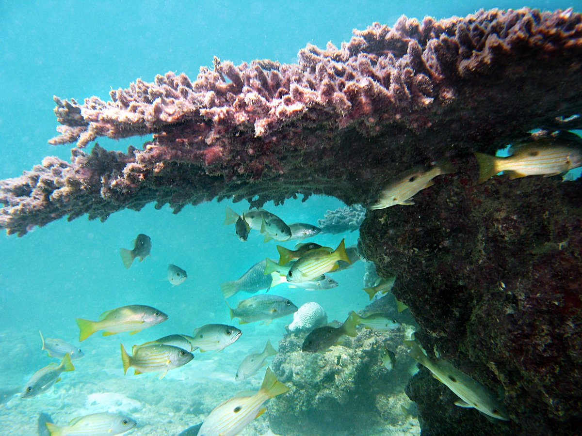 ماهی‌ها کنار ساختار مرجانی در محل موسوم به Big Corals در شرق کیش، عکس ۲۰۰۷